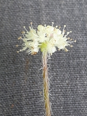 Hydrocotyle leucocephala