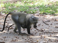 Cercopithecus mitis erythrarchus