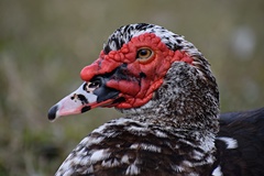 Cairina moschata domestica