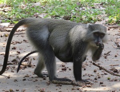 Cercopithecus mitis erythrarchus