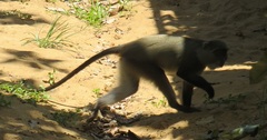 Cercopithecus mitis erythrarchus