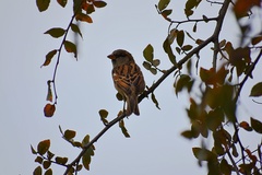 Passer domesticus