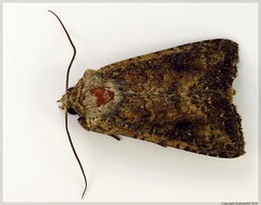 Ichneutica morosa