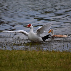 Cairina moschata domestica