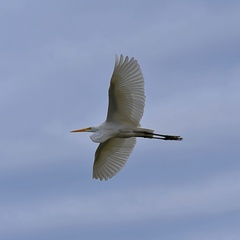 Ardea alba