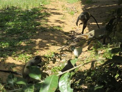 Cercopithecus mitis erythrarchus