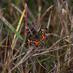 Phyciodes phaon