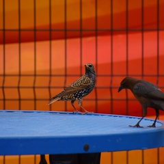 Sturnus vulgaris