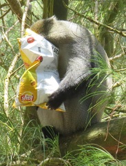 Cercopithecus mitis erythrarchus