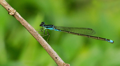 Image of Acanthagrion speculum