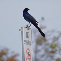 Quiscalus mexicanus