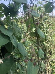 Pergularia daemia daemia