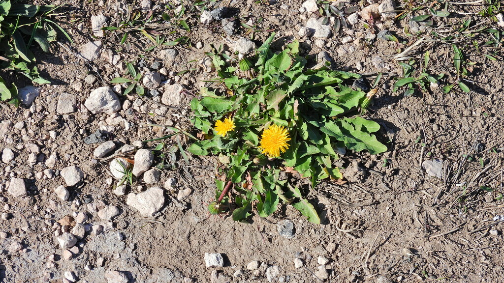 common dandelion from Guatraché Department, La Pampa Province