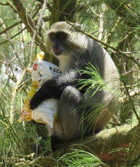 Cercopithecus mitis erythrarchus
