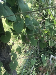 Pergularia daemia daemia