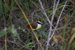 Pitangus sulphuratus