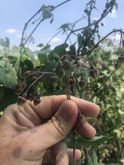 Pergularia daemia daemia