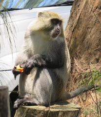 Cercopithecus mitis erythrarchus