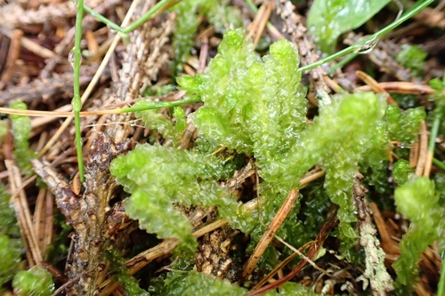 Image of Barbilophozia lycopodioides by (c) Andreas Schneider, some rights reserved (CC BY)