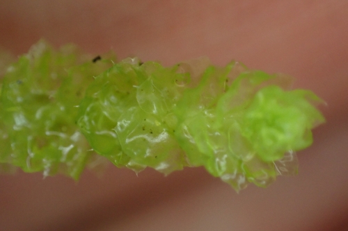 Image of Barbilophozia lycopodioides by (c) Andreas Schneider, some rights reserved (CC BY)