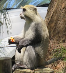 Cercopithecus mitis erythrarchus