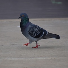 Columba livia