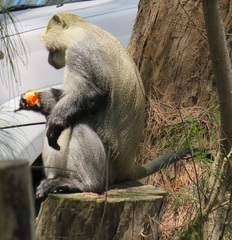 Cercopithecus mitis erythrarchus