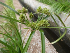 Cyperus eragrostis image