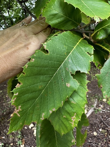 Castanea ozarkensis, photograph 4