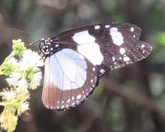 Amauris ochlea ochlea