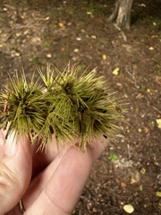 (c) Jane Weeden, some rights reserved (CC BY) Castanea ozarkensis, photograph (c) Jane Weeden, some rights reserved (CC BY)