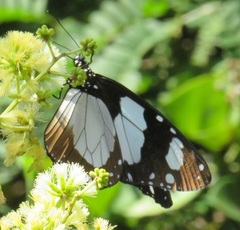 Amauris ochlea ochlea