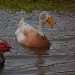 Anas platyrhynchos domesticus