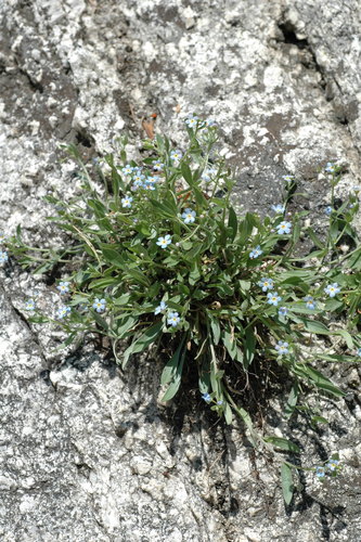 Deep Creek stickseed (Hackelia ibapensis)