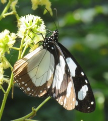 Amauris ochlea ochlea