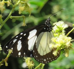 Amauris ochlea ochlea