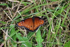 Danaus gilippus