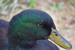Anas platyrhynchos domesticus