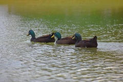 Anas platyrhynchos domesticus