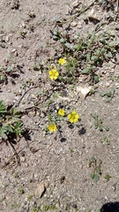 Potentilla luteosericea