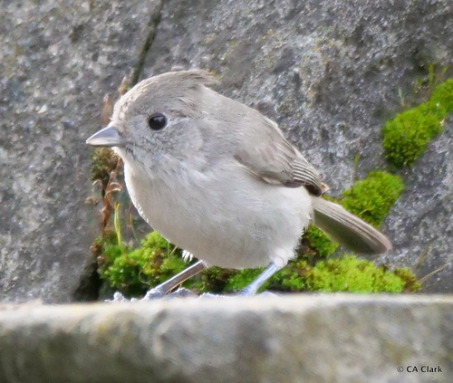 Oak Titmouse, photo 3 of 7