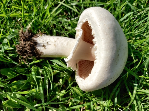 Agaricus arvensis — no rights reserved