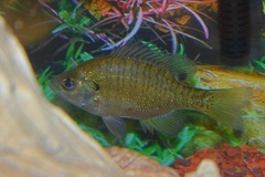 Lepomis macrochirus