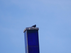Columba livia domestica