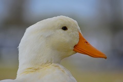 Anas platyrhynchos domesticus