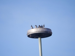 Columba livia domestica