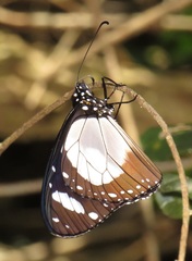 Amauris ochlea ochlea