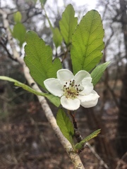 Crataegus opaca