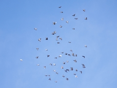 Columba livia domestica