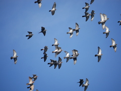 Columba livia domestica